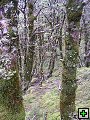 thn_NZ leden-unor 2006 187.jpg